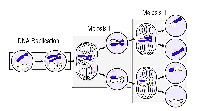Important Diagrams: Cell Cycle and Cell Division | Biology Class 11 - NEET