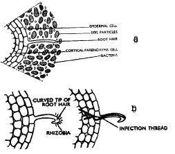 Nitrogen Fixation | Biology for Grade 11