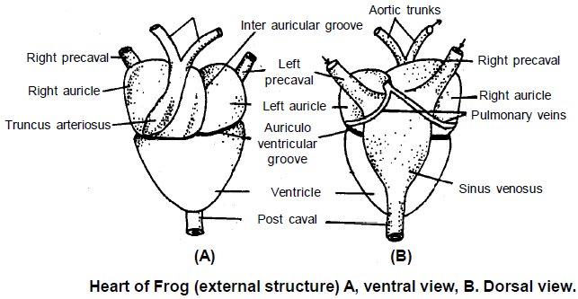 Circulatory System: Frog | Additional Study Material for NEET