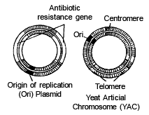 Tools of Recombinant DNA Technology: Cloning Vectors | Biology for EmSAT Achieve
