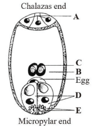 DPP for NEET: Daily Practice Problems, Ch: Sexual Reproduction in Flowering Plants | Biology Class 12