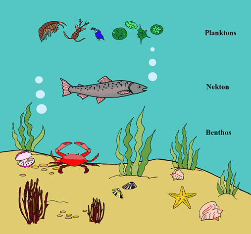 Basis of Classification | Biology for Grade 11