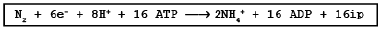 Nitrogen Fixation | Biology for Grade 11