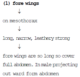Thorax & Body: Cockroach | Additional Study Material for NEET