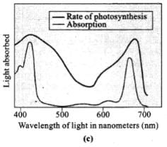 NCERT Exemplar: Photosynthesis in Higher Plants | Biology Class 11 - NEET