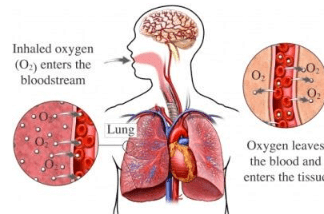 Excretory Products & their Elimination NCERT Solutions | Biology Class 11 - NEET
