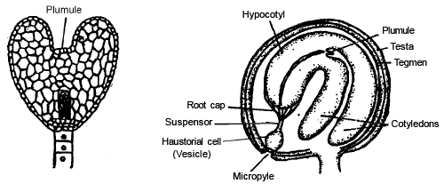 Reproduction in Plant (Part - 5) - Notes, Botany, Class 12