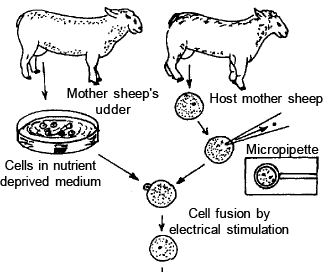 Genetics | Additional Study Material for NEET