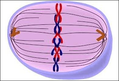 Metaphase