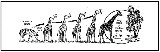 Theories of Organic Evolution (Part - 1) - Notes, Botany, Class 12