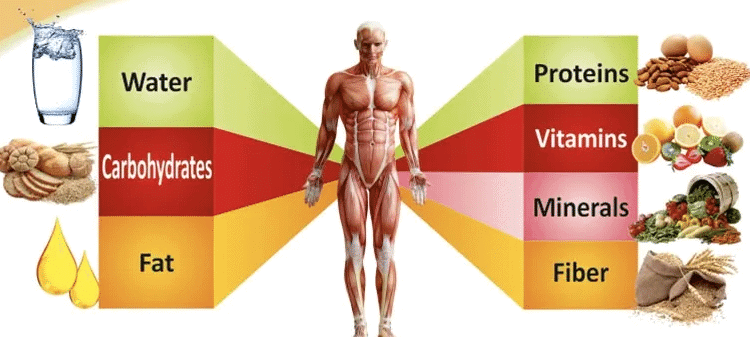 Sources of Nutrients and Deficiency diseases | General Test Preparation for CUET UG - CUET Commerce