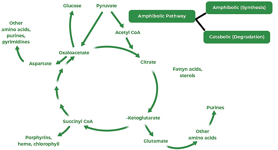 Respiratory Balance Sheet and Quotient | Biology for EmSAT Achieve