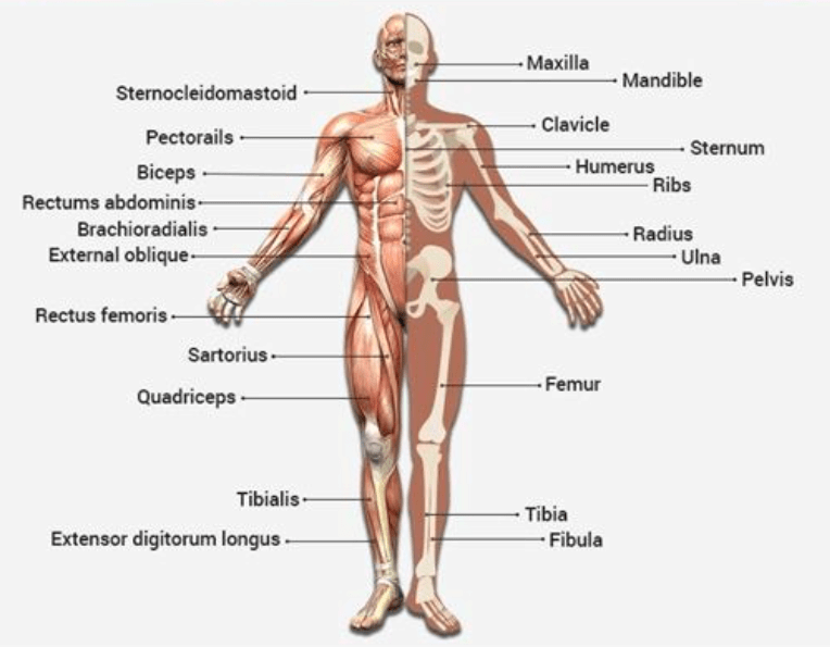 Musculoskeletal System