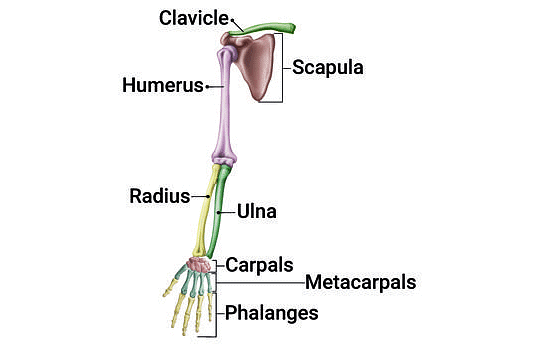 Important Diagrams: Locomotion and Movement | Biology Class 11 - NEET