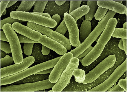 Pathogens