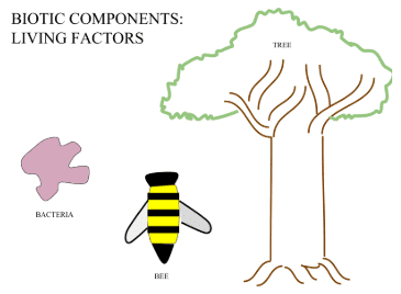 Fig: Biotic Components
