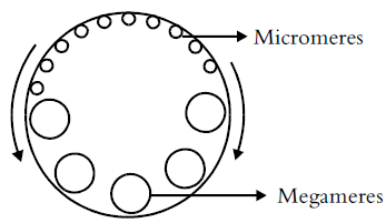 General Properties of Embryonic Development | Additional Study Material for NEET