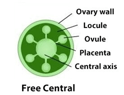 Types Of Placentation In Plants Placentation Types In Flowering Plants