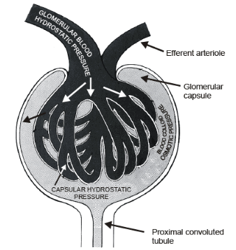 Mechanism: Urine Formation | Biology for JAMB