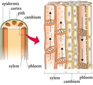 Complex Tissue