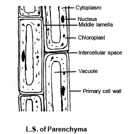 Permanent Tissues: Simple & Complex | Biology for ACT