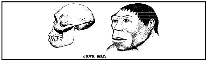 Human Evolution (Part - 2) - Notes, Botany, Class 12