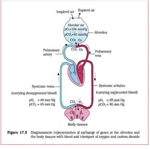 Key Notes: Breathing & Exchange of Gases - NEET