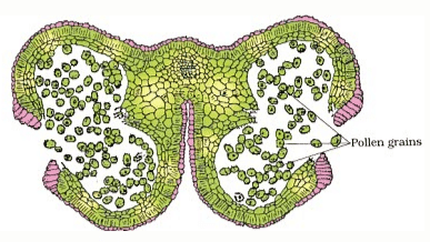 Stamen, Microsporangium and Pollen Grain