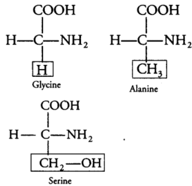 Biomolecules & Its Types | Biology Class 11 - NEET