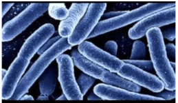 Archaebacteria