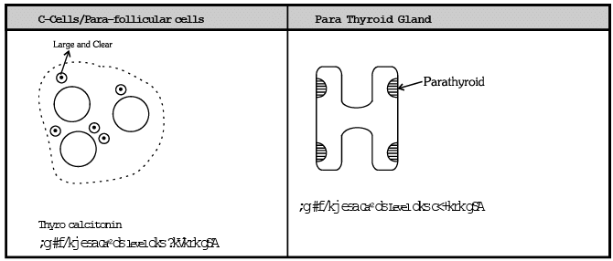 Thyroid, Parathyroid and Thymus Gland | Biology for JAMB