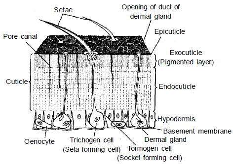 Thorax & Body: Cockroach | Additional Study Material for NEET