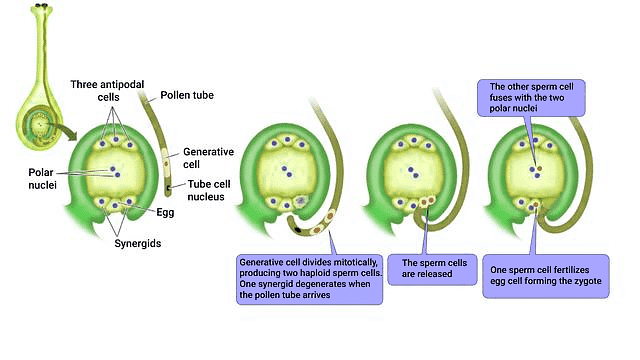 Process of Double Fertilization