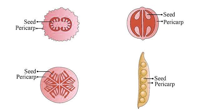 Important Diagrams: Reproduction In Organisms (Old NCERT) | Crash Course for NEET