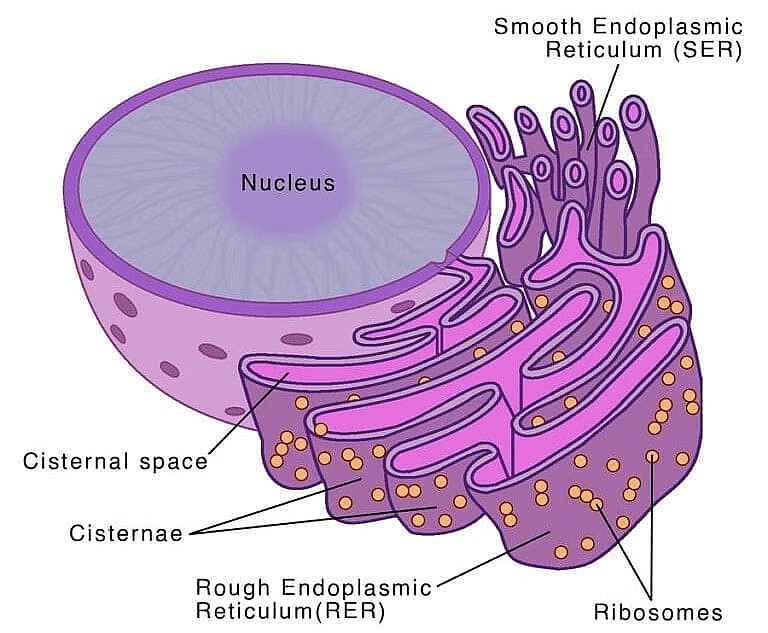 Cell: The Unit of Life Chapter Notes | Biology Class 11 - NEET