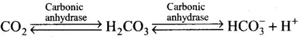 NCERT Exemplars: Breathing & Exchange of Gases | Biology Class 11 - NEET