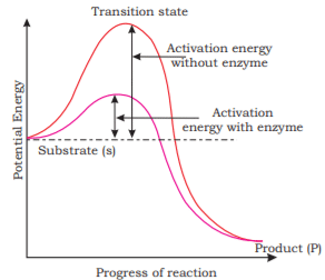 Enzymes | Biochemistry for MCAT