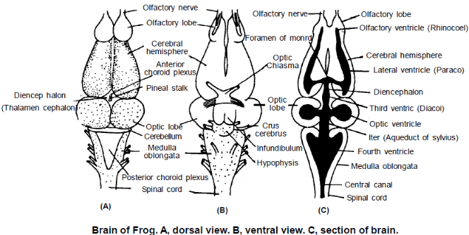 Excretory & Nervous Systems: Frog | Additional Study Material for NEET