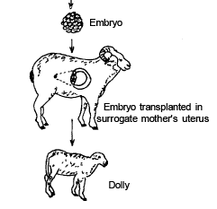 DNA Fingerprinting, DNA Test & Cloning | Biology for EmSAT Achieve