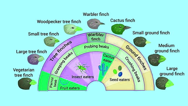 Important Diagrams: Evolution | Biology Class 12 - NEET