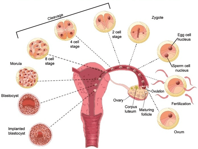 Sexual Reproduction | Biology for Grade 12