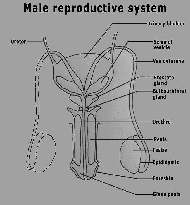 Most Important Diagrams Class 12 Biology (Zoology) for NEET 2026 Biology Exam Preparation