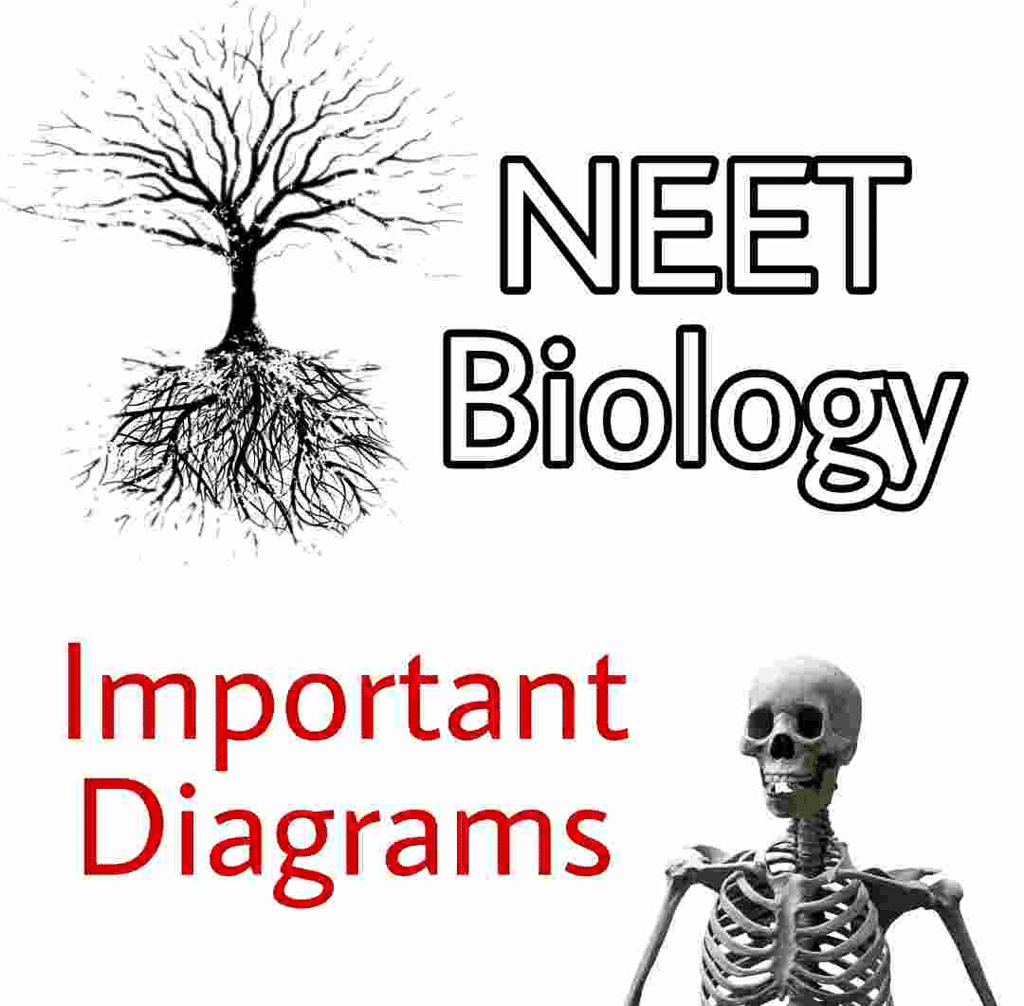 Most Important Diagrams Class 11 Biology (Zoology) for NEET 2026 Biology Exam Preparation