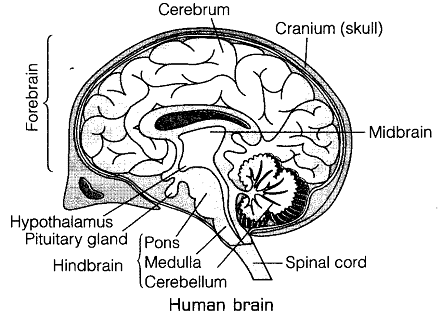 Most Important Diagrams Class 11 Biology (Zoology) for NEET 2026 Biology Exam Preparation