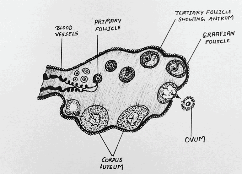 Most Important Diagrams Class 12 Biology (Zoology) for NEET 2026 Biology Exam Preparation