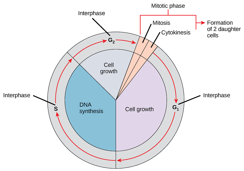 Most Important Diagrams Class 11 Biology (Zoology) for NEET 2026 Biology Exam Preparation