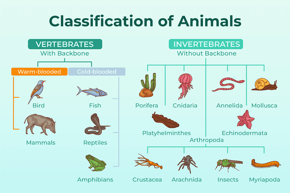 Most Important Diagrams Class 11 Biology (Zoology) for NEET 2026 Biology Exam Preparation