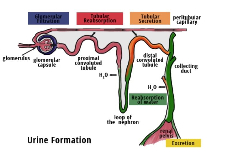 Most Important Diagrams Class 11 Biology (Zoology) for NEET 2026 Biology Exam Preparation