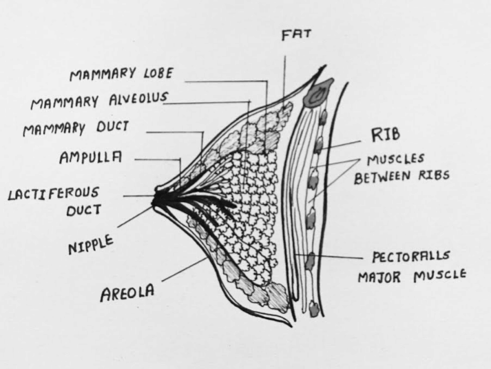 Most Important Diagrams Class 12 Biology (Zoology) for NEET 2026 Biology Exam Preparation