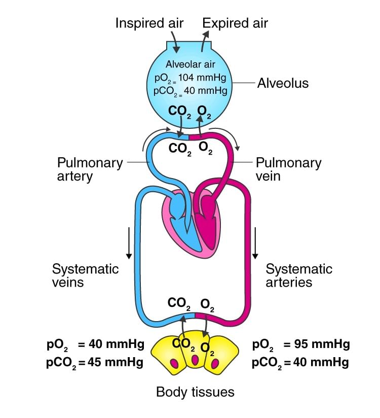 Transport of Gases